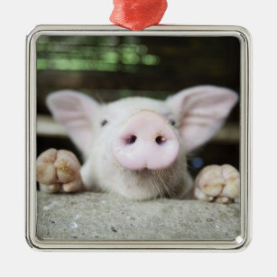 Baby Pig in Pen, Piglet Metal Tree Decoration