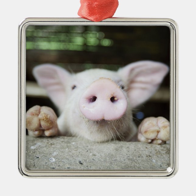 Baby Pig in Pen, Piglet Metal Tree Decoration (Front)