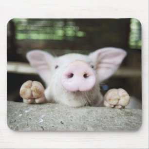 Baby Pig in Pen, Piglet Mouse Mat