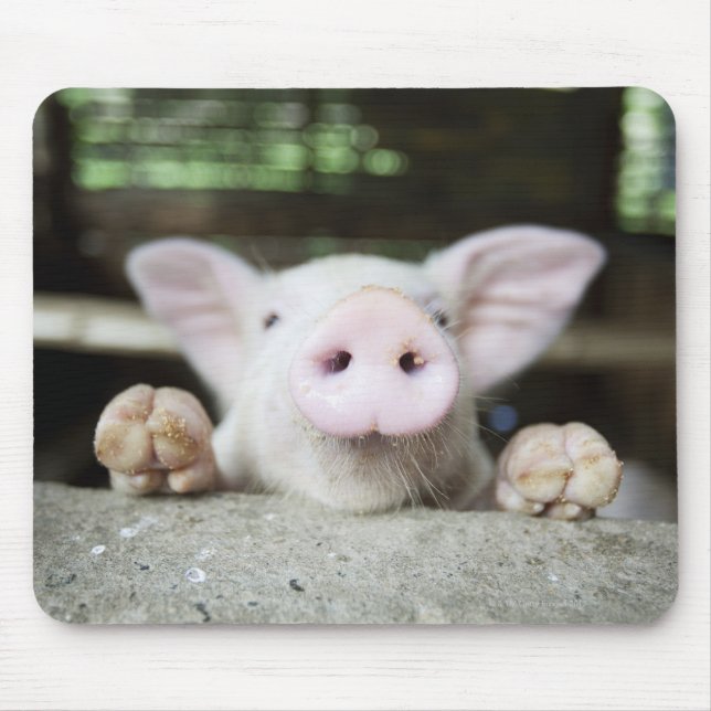 Baby Pig in Pen, Piglet Mouse Mat (Front)
