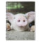 Baby Pig in Pen, Piglet