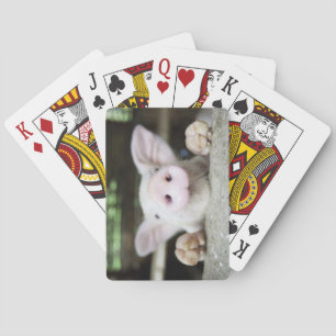 Baby Pig in Pen, Piglet Playing Cards