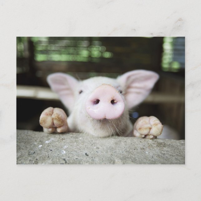 Baby Pig in Pen, Piglet Postcard (Front)