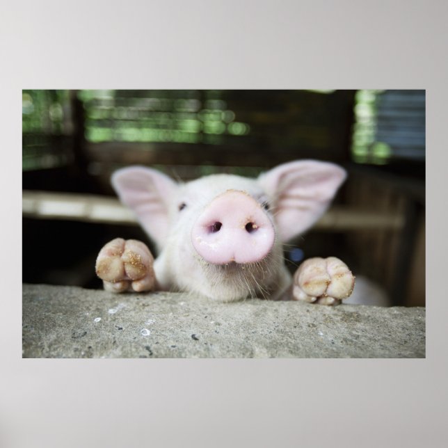 Baby Pig in Pen, Piglet Poster (Front)