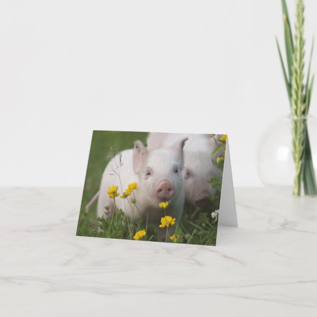 Baby Piglet in Field of Yellow Flowers Card (Front)