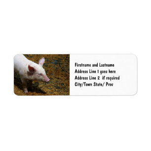 Baby Piglet Photograph for Pig Farmers