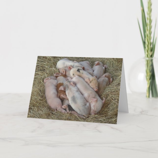Baby Pigs, Piglets - Cute Baby Animals Card (Front)