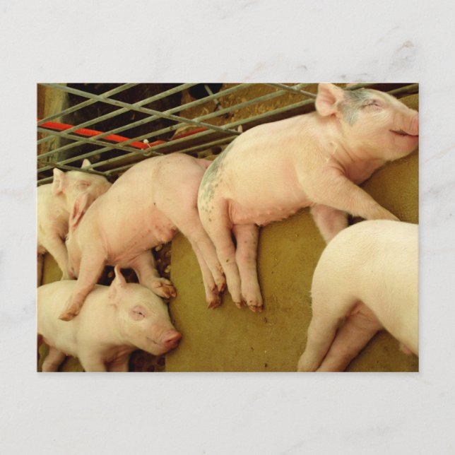 Baby pigs - Postcard (Front)