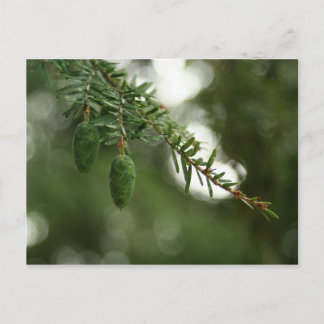 Baby Pine Cones Postcard