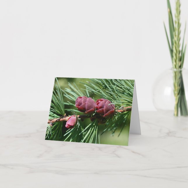 Baby Pinecones Nature Photography  Note Card (Front)