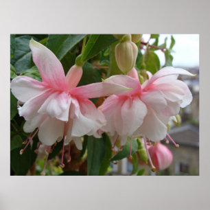 Baby Pink and White Fuschia Flowers Poster