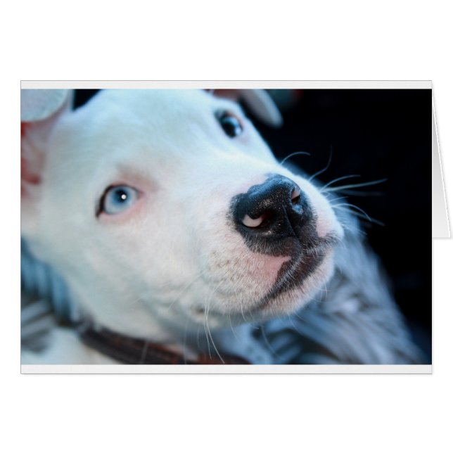 Baby Pitbull Puppy (Front Horizontal)