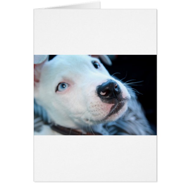 Baby Pitbull Puppy (Front)