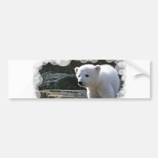 Baby Polar Bear Bumper Sticker (Front)