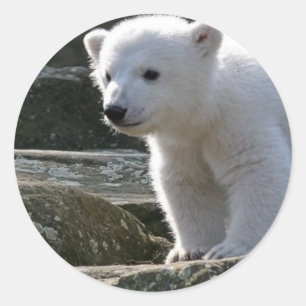 Baby Polar Bear STicker