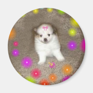 Baby Pomeranian Magnet