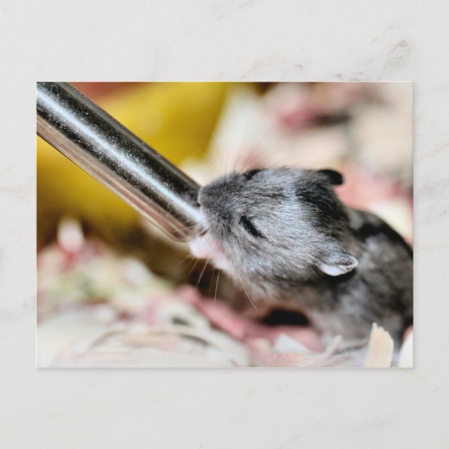 Baby Postcard (Front)