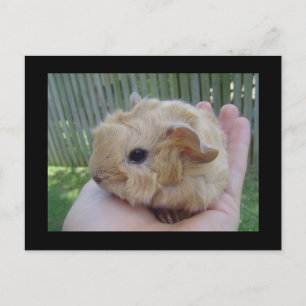 baby postcard