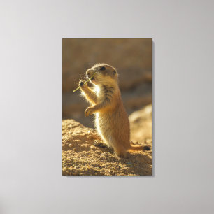Baby prairie dog eating, Arizona Canvas Print