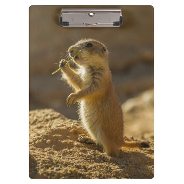 Baby prairie dog eating, Arizona Clipboard (Front)