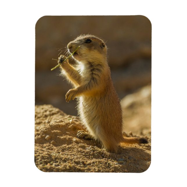 Baby prairie dog eating, Arizona Magnet (Vertical)