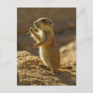 Baby prairie dog eating, Arizona Postcard