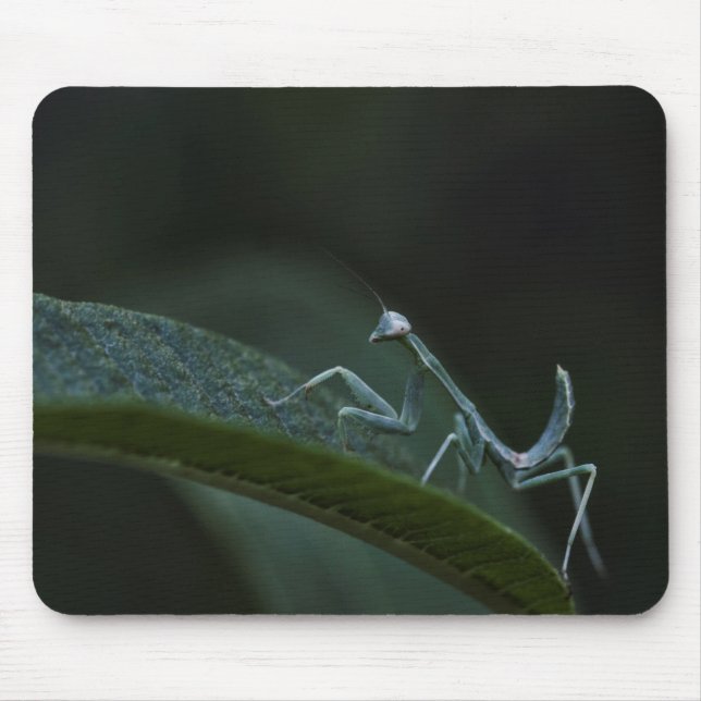 Baby Praying Mantis Mouse Mat (Front)