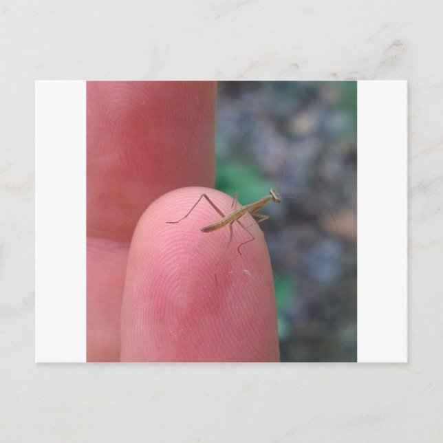 Baby Praying Mantis Post Card (Front)