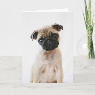 Baby Pug Portrait Card