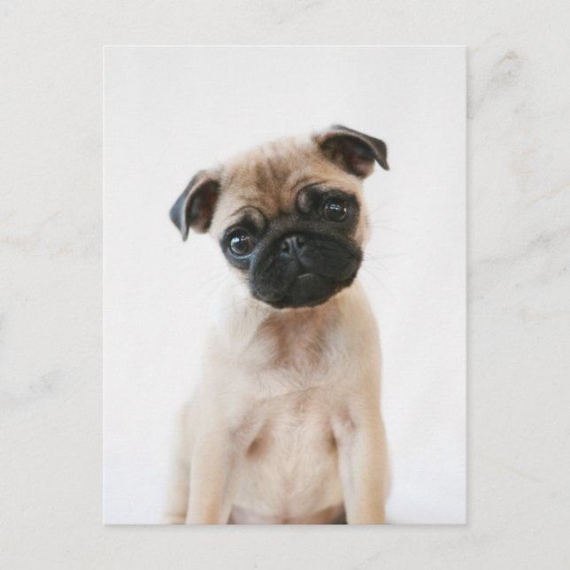 Baby Pug Portrait Postcard (Front)