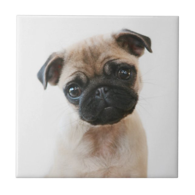 Baby Pug Portrait Tile (Front)