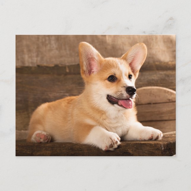Baby Puppy Corgi Postcard (Front)