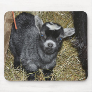 Baby Pygmy Goat Mouse Mat