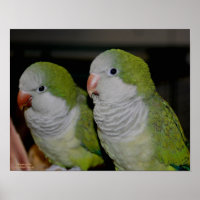 Baby Quaker Parrot Pair #2