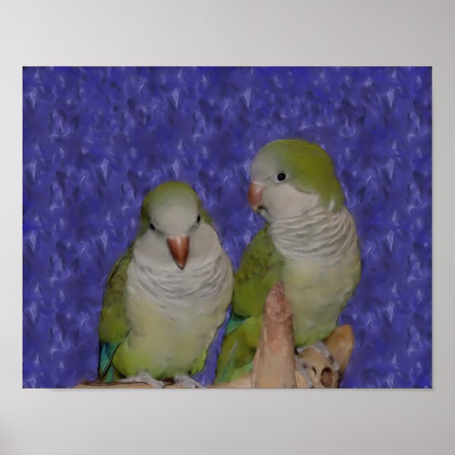 Baby Quaker Parrot Pair Photo Painting Poster (Front)