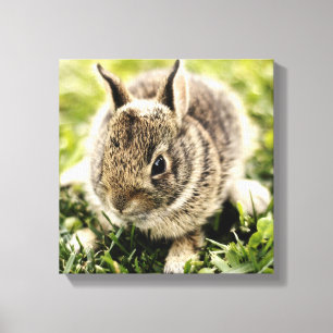 Baby Rabbit Canvas Print