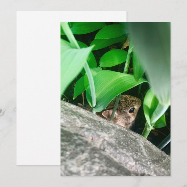 Baby Rabbit Holiday Card (Front/Back)