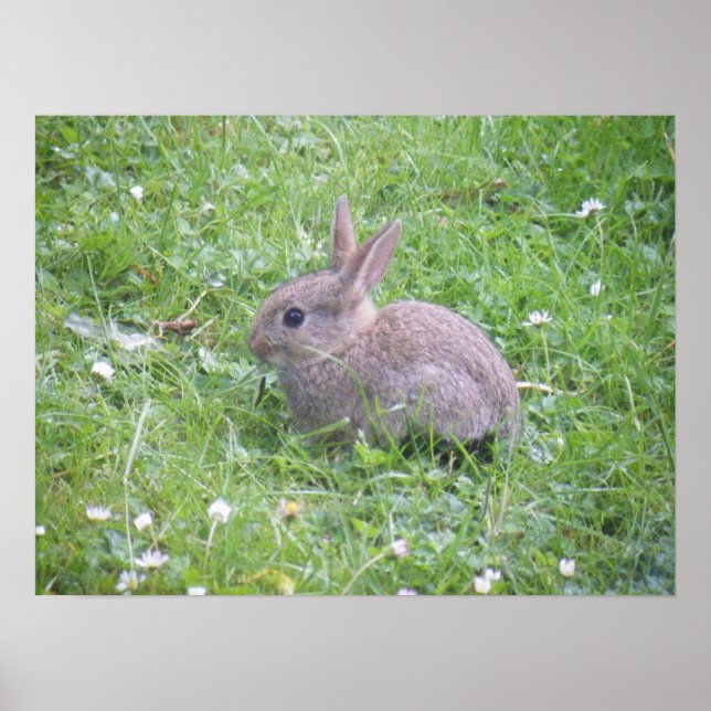 Baby Rabbit Poster (Front)