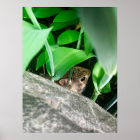 Baby Rabbit