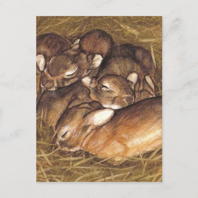 baby rabbits kits in nest art postcard (Front)