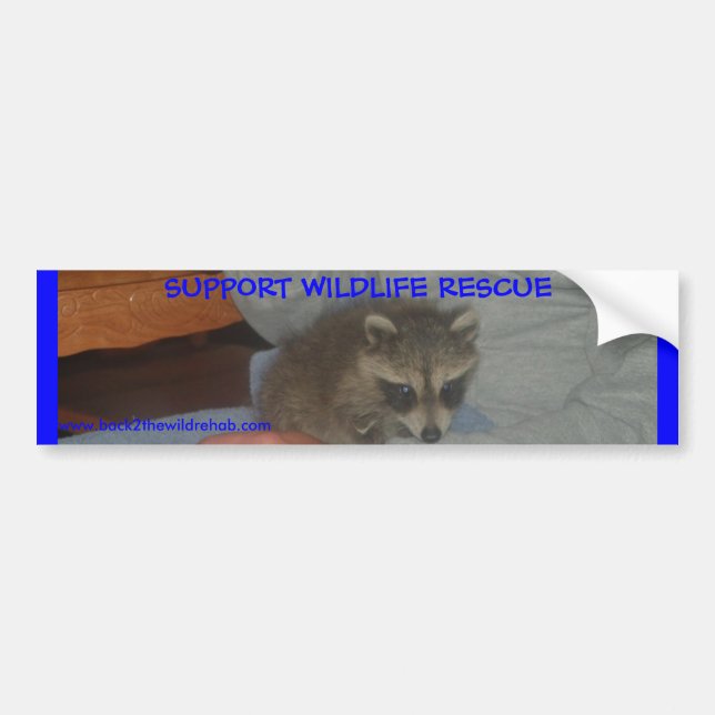 BABY RACCOON BUMPER STICKER (Front)