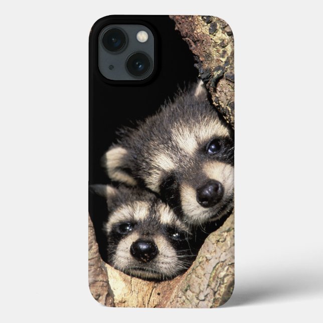 Baby raccoons in tree cavity Procyon Case-Mate iPhone Case (Back)