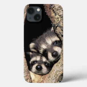 Baby raccoons in tree cavity Procyon iPhone 13 Case