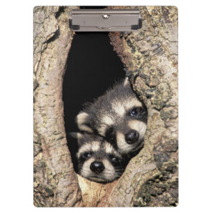 Baby raccoons in tree cavity Procyon Clipboard