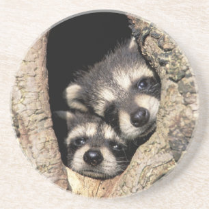 Baby raccoons in tree cavity Procyon Coaster