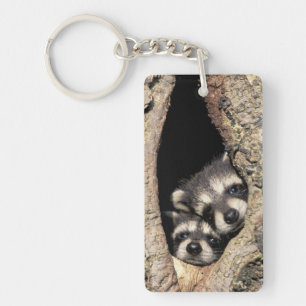 Baby raccoons in tree cavity Procyon Key Ring