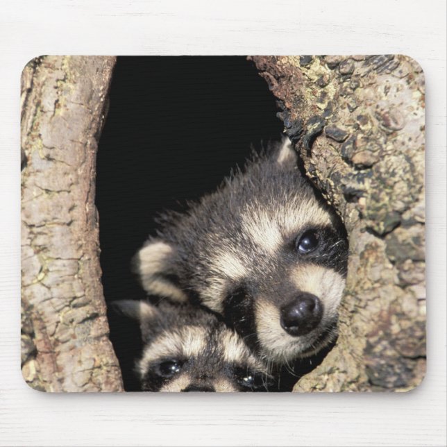 Baby raccoons in tree cavity Procyon Mouse Mat (Front)