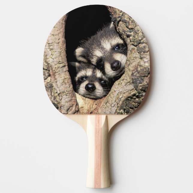 Baby raccoons in tree cavity Procyon Ping Pong Paddle (Front)