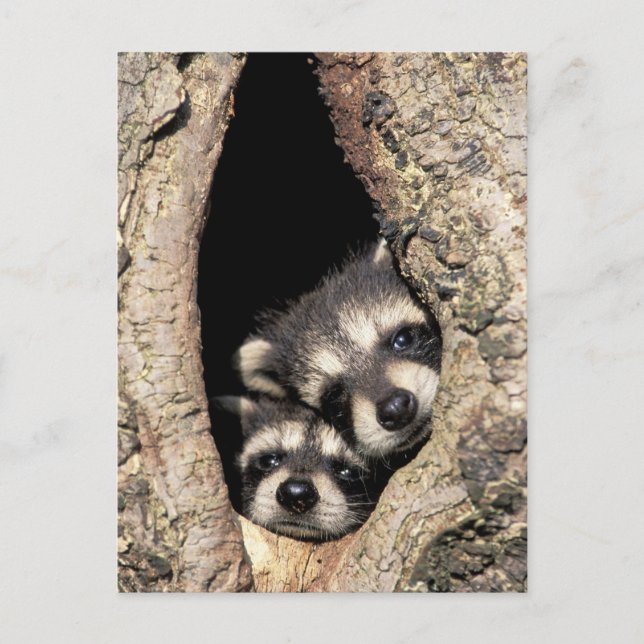 Baby raccoons in tree cavity Procyon Postcard (Front)