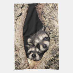 Baby raccoons in tree cavity Procyon Tea Towel